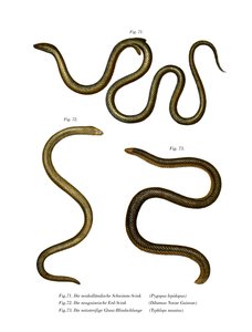 Southern Scaly Foot (farge litho) av German School