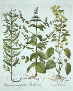 Spearmint, Roman Nettle and Long-Leaved Horsemint, fra Hortus Eystettensis, av Basil Besler (1561-1629), pub. 1613 (håndfarget gravering) av German School