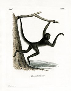 Spider Monkey (farget gravering) av German School
