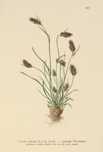 Piggskjær (Luzula spicata) av German School