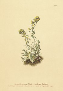 Piggmalurt (Artemisia spicata, Artemisia bocconei, Artemisia genipi) av German School