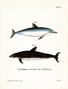 Spinner Dolphin (farget gravering) av German School