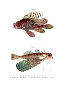 Spotfin Lionfish (farge litho) av German School