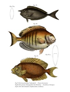 Spotted Unicornfish (farge litho) av German School