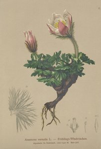 Våranemone (Anemone vernalis, Pulsatilla vernalis) av German School