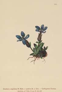 Vårgentian (Gentiana verna, Gentiana angulosa, Gentiana aestiva) av German School