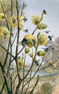 Spring in the Insect World, plate fra Brehms Tierleben: Allgemeine Kunde des Tierreichs, vol.9, s.216, utgitt av Bibliographic Institute, 1892 av German School