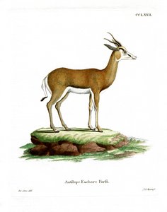 Springbok (farget gravering) av German School