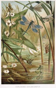 Stadier av utvikling av en damselfly, fra Brehms Tierleben, pub. 1860-årene av German School