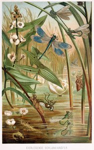 Stadier av utvikling av en damselfly, fra Brehms Tierleben, pub. 1860-talls fargelitografi, 1860. av German School