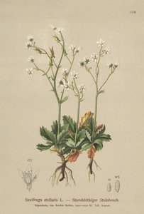 Starry Saxifrage (Saxifraga stellaris) av German School