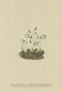 Stjernet hvitt gress (Draba stellata) av German School