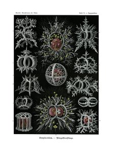 Stephoidea, 1899-1904 av German School