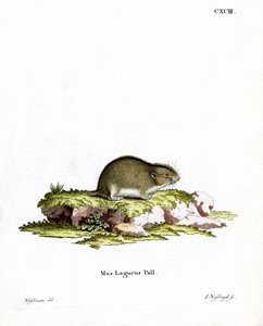Steppe Lemming (farget gravering) av German School