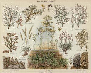 Steppeplanter (farge litho) av German School