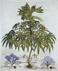 Stinking Hellebore, and Two Kinds of Crocus, fra Hortus Eystettensis, av Basil Besler (1561-1629), pub. 1613 (håndfarget gravering) av German School