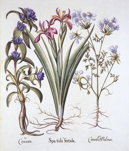 Stinking Iris, Orlaya og Crosswort Gentian, fra Hortus Eystettensis, av Basil Besler (1561-1629), pub. 1613 (håndfarget gravering) av German School