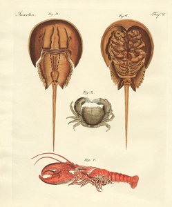 Merkelige krabber av German School