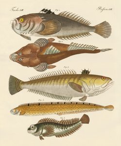 Merkelig fisk (farget gravering) av German School