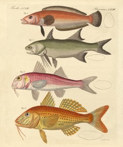 Merkelig fisk (farget gravering) av German School