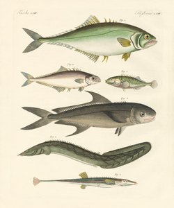 Merkelig fisk (farget gravering) av German School