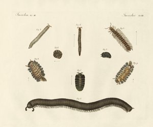 Merkelige insekter (farget gravering) av German School