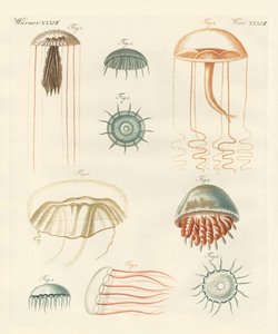 Rare medusas (farget gravering) av German School