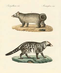 Rare skunks (farget gravering) av German School