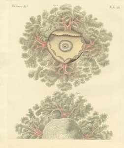 Rare ormer (farget gravering) av German School
