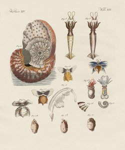 Merkelige ormer (farget gravering) av German School