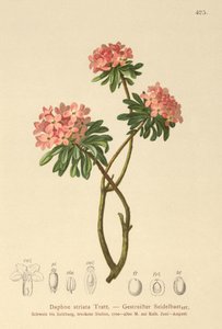 Tråstriet Daphne (Daphne striata) av German School