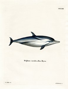 Stripet delfin (farget gravering) av German School