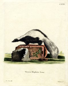 Stripet Skunk (farget gravering) av German School