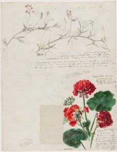 Studier av planter og figurer laget i Roma og Pankow, Berlin, 1868 av German School
