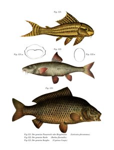 Suckermouth Catfish (farge litho) av German School