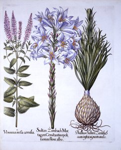 Sultan Zambach Lily and Bulb, Veronica, fra Hortus Eystettensis, av Basil Besler (1561-1629), pub. 1613 (håndfarget gravering) av German School