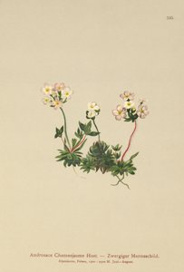 Søtblomst Rockjasmine (Androsace Chamaejasme) av German School