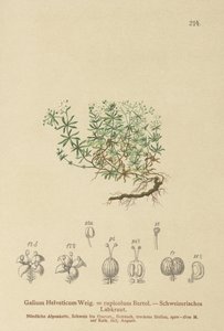 Sveitsisk sengehalm (sveitsisk Galium, Galium rupicolum, Galium megalospermum) av German School
