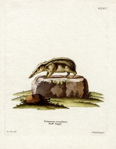 Tailless Tenrec (farget gravering) av German School