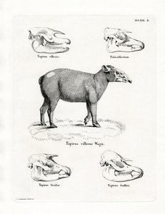 Tapir-hodeskaller (farget gravering) av German School