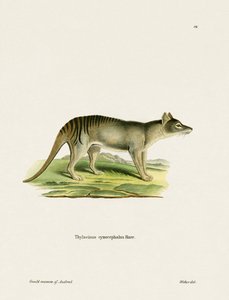 Tasmanian Tiger (farget gravering) av German School