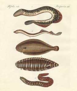 Velsmakende fisk av German School