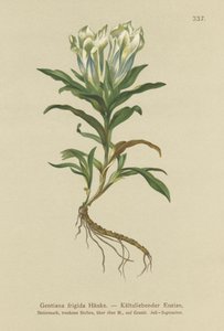 Tauern Gentian (Gentiana frigidum) av German School