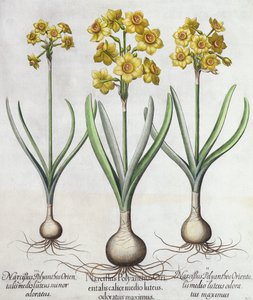 Tazetta Narcissi, fra Hortus Eystettensis av Basil Besler (1561-1629), pub. 1613 (håndfarget gravering) av German School
