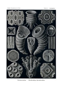 Tetracoralla, 1899-1904 av German School