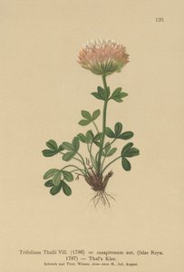 Thalskløver (Trifolium Thalii, Trifolium caespitosum) av German School