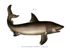 Basking Shark (farge litho) av German School