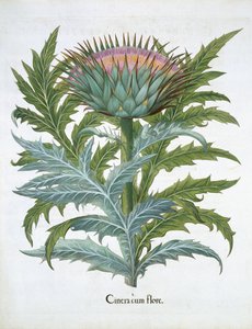 The Cardoon, fra Hortus Eystettensis av Basil Besler (1561-1629), pub. 1613 (håndfarget gravering) av German School
