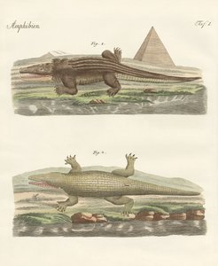 Krokodillen av German School