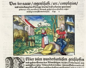 Den helbredende og terapeutiske bruken av honning i medisin, illustrasjon fra en tysk avhandling om medisiner publisert i Strasbourg i 1573 (farget tresnitt) av German School